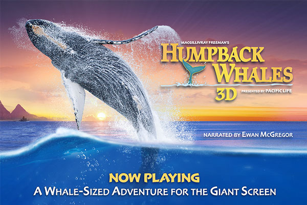 Enjoy a larger-than-life adventure with the documentary "Humpback Whales," playing daily in the IMAX Theatre.