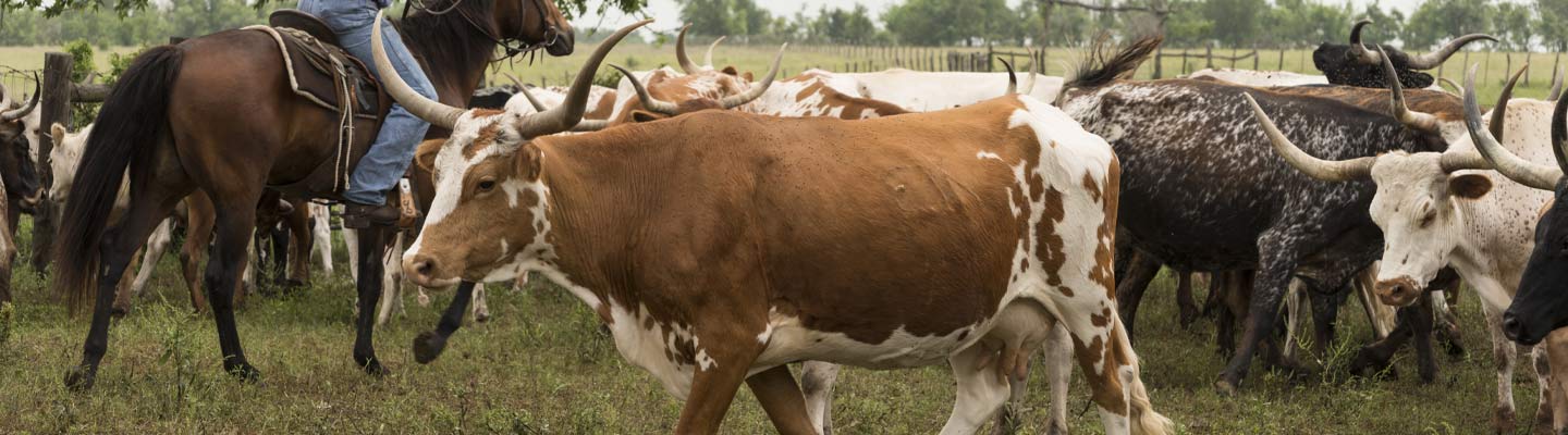 JA Ranch Brand - STAKED PLAINS