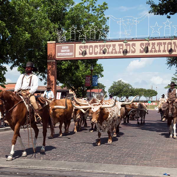Although the Texas cattle industry looks different today, the spirit of ranching and the iconic symbol of the longhorn remain central to Texan heritage. Just as many ranches have expanded into the tourism industry, historic cattle towns like Fort Worth, pictured here, recreate the history of the great cattle drives for the enjoyment of visitors. In this photograph, a drover leads a parade of longhorn steers through Fort Worth's historic Stockyards District. Image courtesy Library of Congress Prints and Photographs Division Washington, D.C.