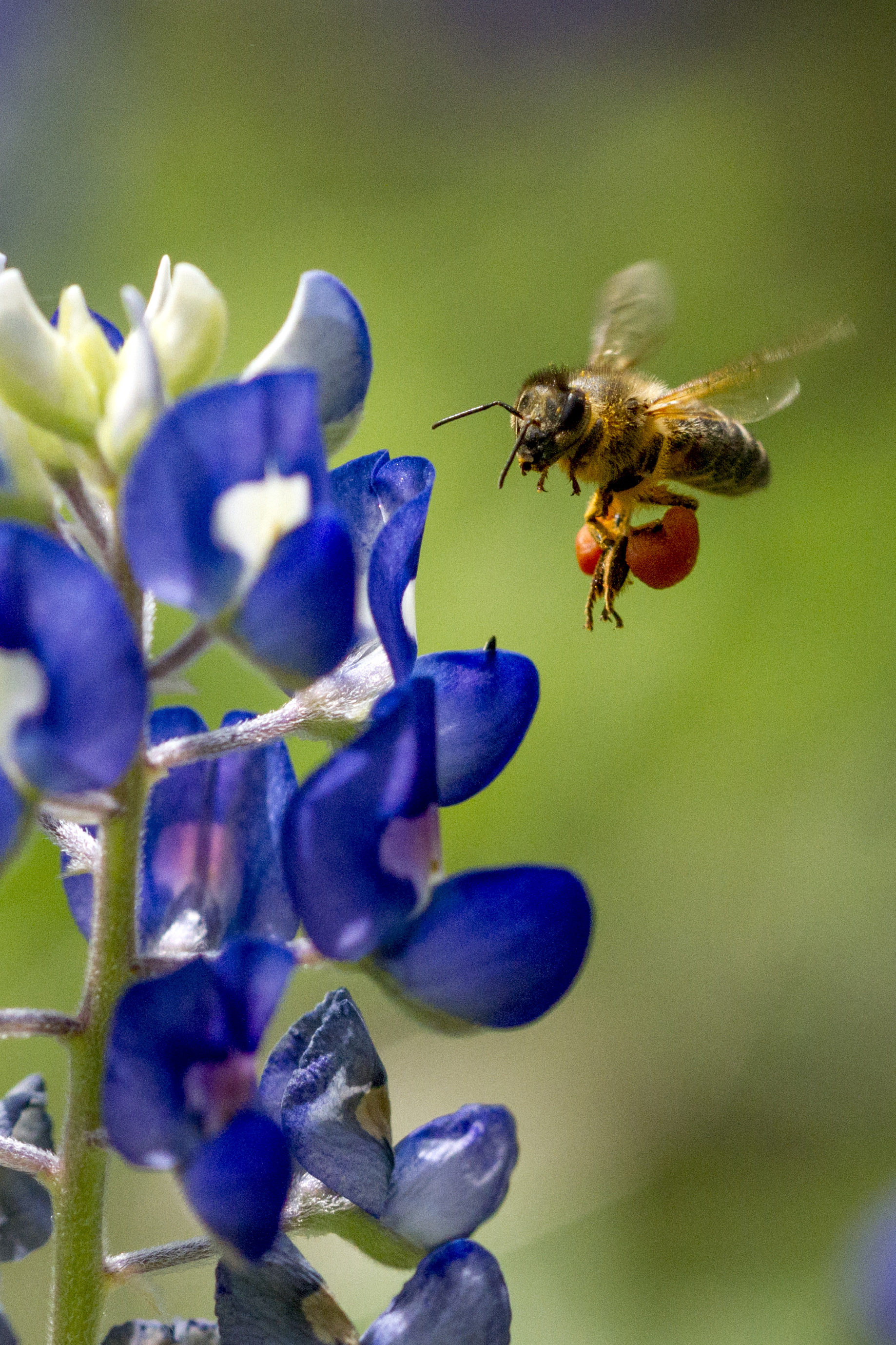 Honey Bee Bluebonnet