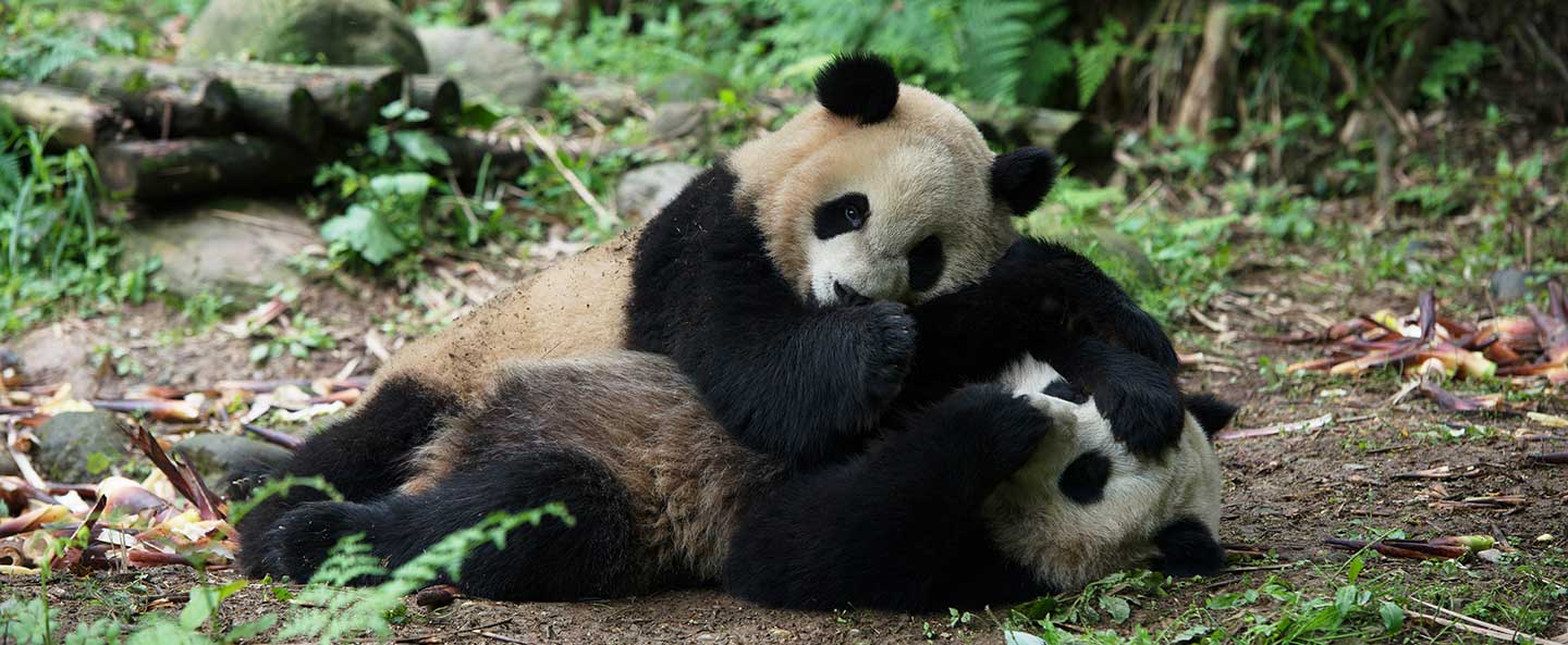 Pandas Bullock Texas State History Museum IMAX