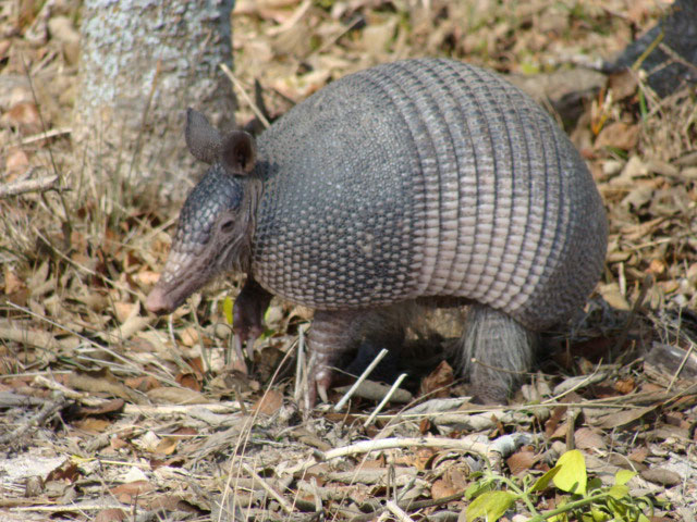 What exactly is an armadillo?