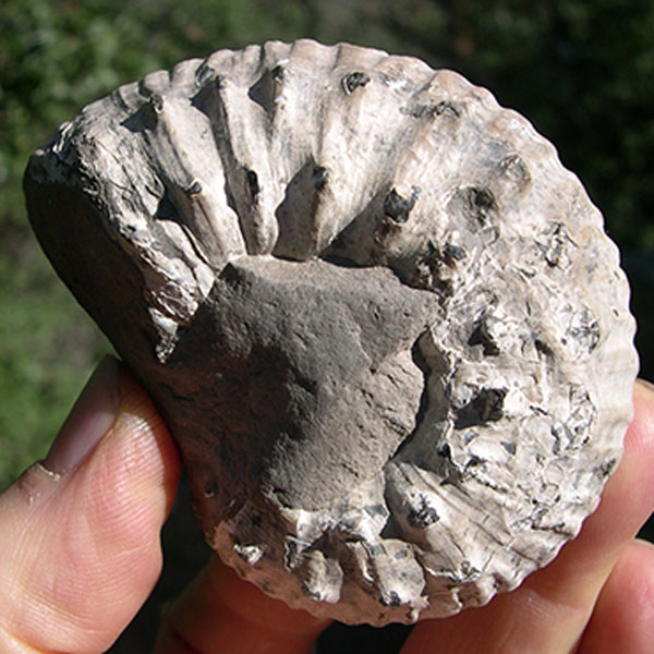 Create Your Own: Fantastic Fossils