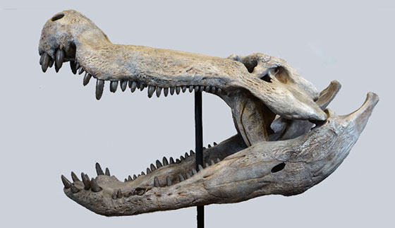 Deinosuchus riograndensis skull cast