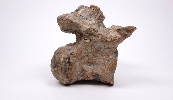 Deinosuchus riograndensis skull cast