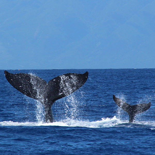 Exploration Station: Humpback Whales