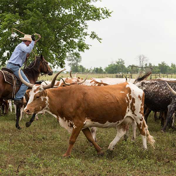 group of longhorn cattle in a field with a man on a horse corralling them 