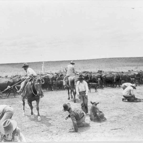 In 1875, the Texas State Legislature set aside over 3,000,000 acres of land in the Panhandle as payment to the Capitol Syndicate of Chicago, the key investors in a new capitol building. In 1885, the first 2,500 head of longhorn cattle arrived in Dallam County at the famed XIT Ranch. The ranch was plagued by mismanagement and poor weather and did not survive the declines in the cattle market. The last XIT cattle were sold in 1912, and parcels of the land were gradually sold off until 1963.  This photograph shows XIT cowboys rounding up and branding cattle in 1902. Photographed by W.D. Harper.  Image courtesy Library of Congress Prints and Photographs Division Washington, D.C.