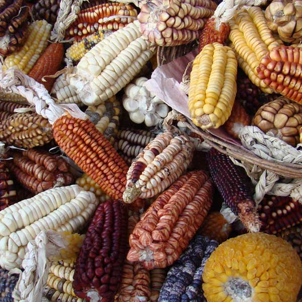 More than 5,000 years ago in present-day Texas, New Mexico, and Arizona, people began to grow corn, beans, and squash. Varieties of maize found near Cuscu and Machu Pichu at Salineras de Maras on the Inca Sacred Valley in Peru, June 2007. Image courtesy Smithsonian Institute, photographer credit Fabio de Oliveira Freitas