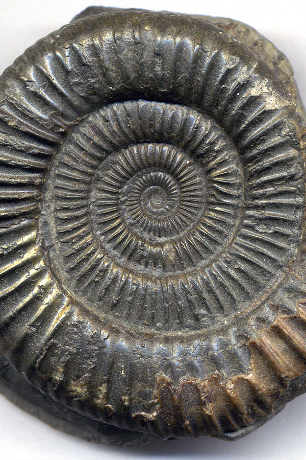 Create Your Own: Fantastic Fossils