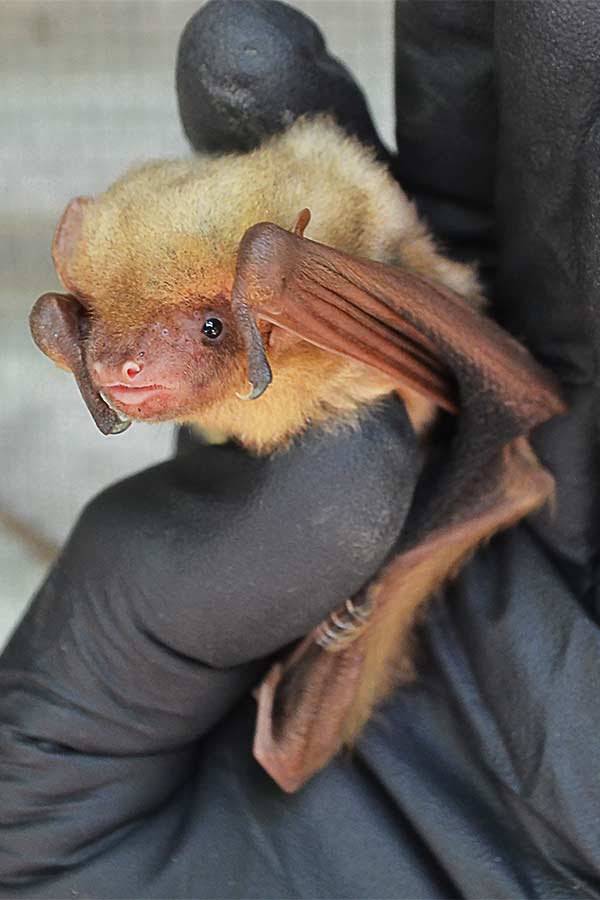 a black gloved hand holding a cute bat