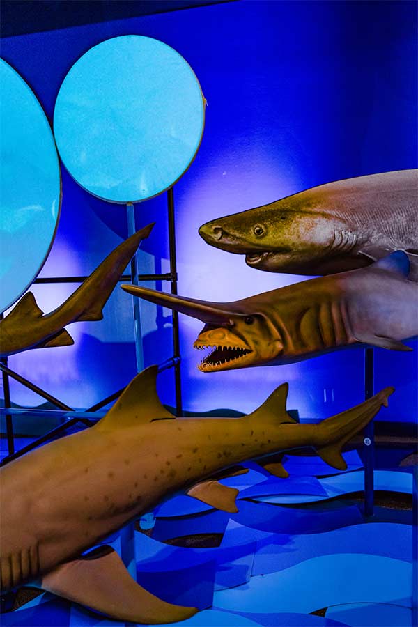 a model of a Goblin shark on display in the Bullock Museum