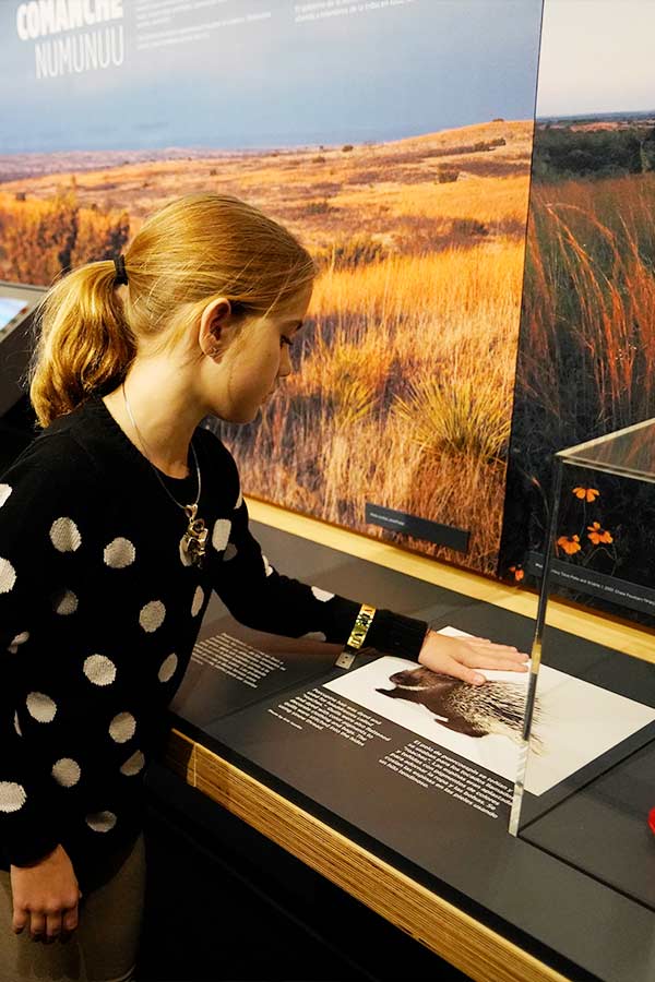 young girl touching a picture of a porcupine in the Bullock Museum