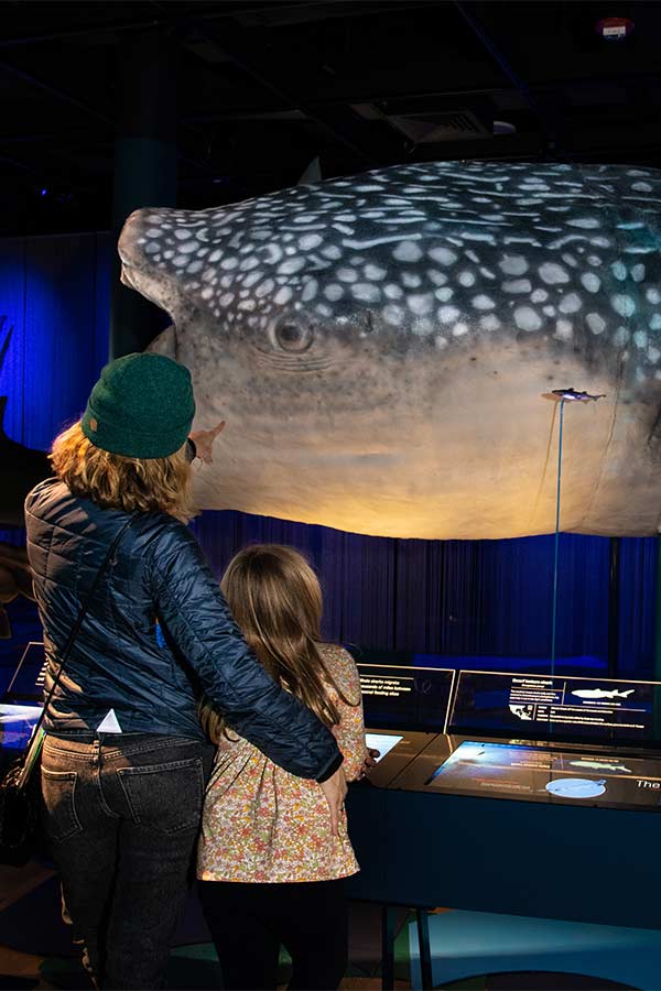 an adult and child looking at a model of a large whale shark in a museum