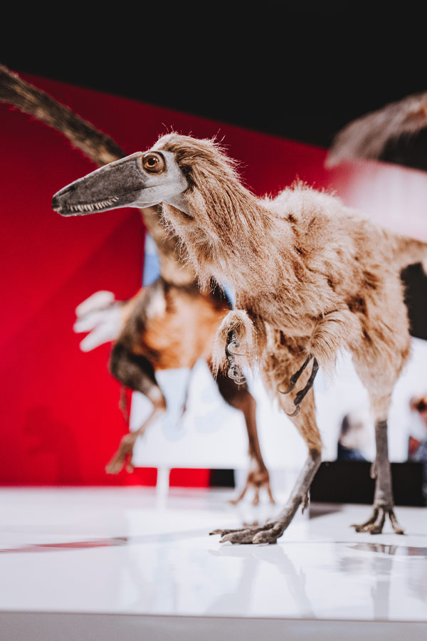 a close-up of a dinosaur model with feathers in an exhibit at the Bullock Museum.