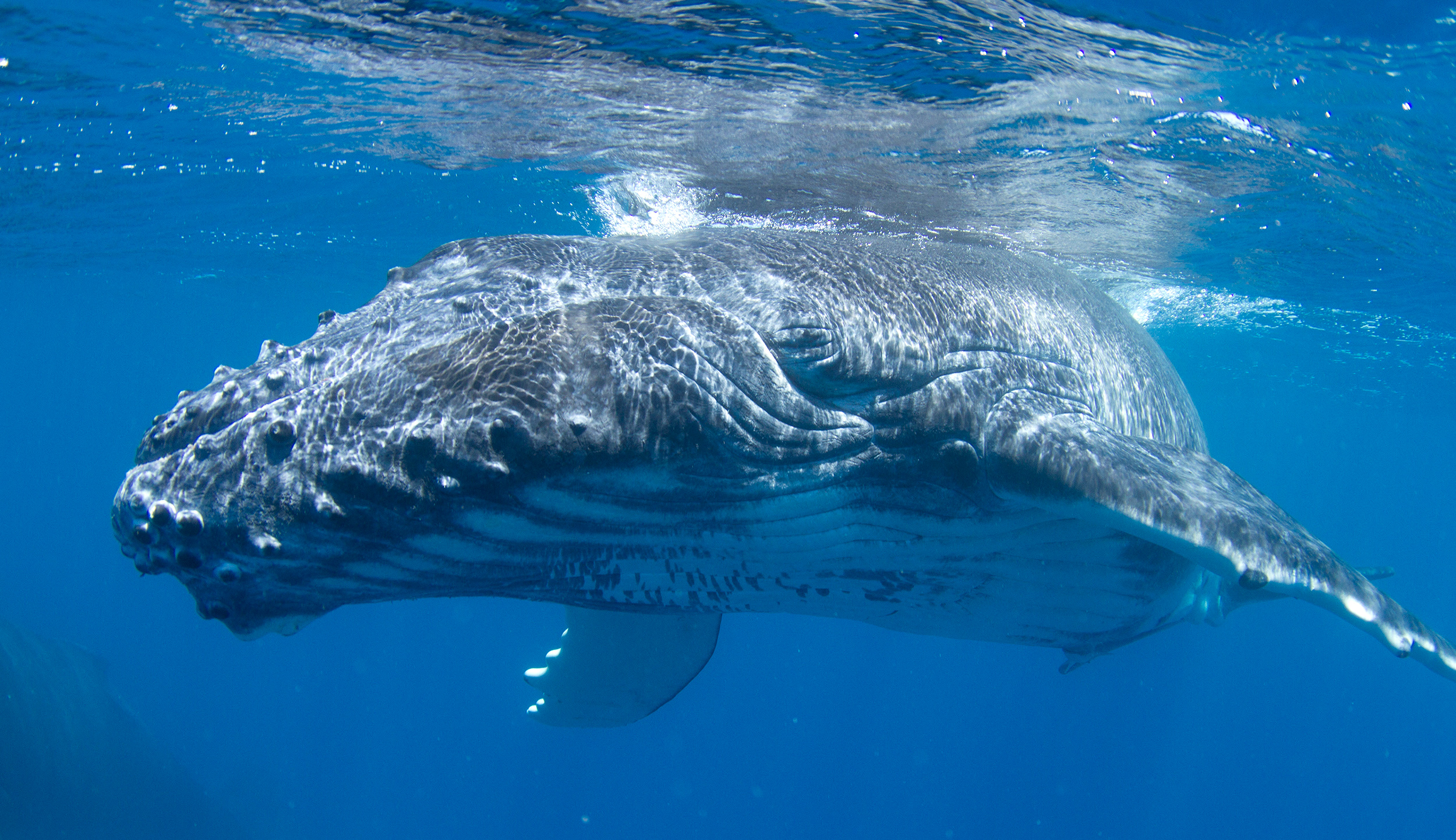 Featuring a mix of stunning 3D imagery, underwater splendor and scientific exploration, the film asks the compelling question: What might life be like from a humpback’s point of view?  