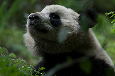 A panda in the jungle looking up