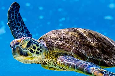Green sea turtle swimming in the ocean
