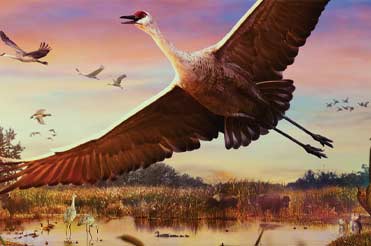 goose flying against a pink sky in the film "Wings Over Water"