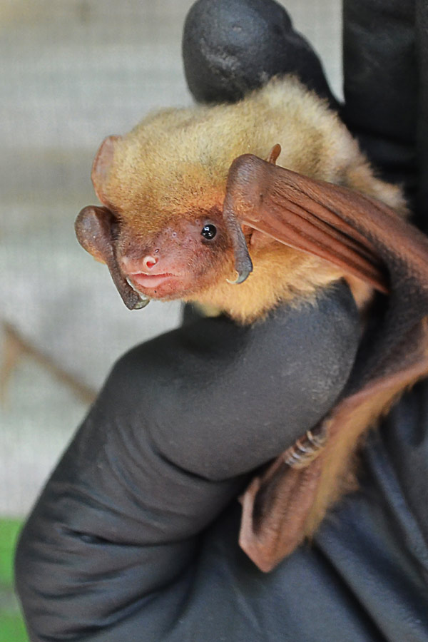 A brown bat being held by a person wearing gloves.