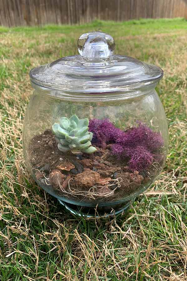 a small glass terrarium with a succulent inside