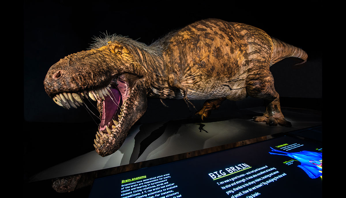 Visitors to T. rex: The Ultimate Predator will encounter a massive life-sized model of T. rex with patches of feathers—the most scientifically accurate representation of T. rex to date. © AMNH/D. Finnin