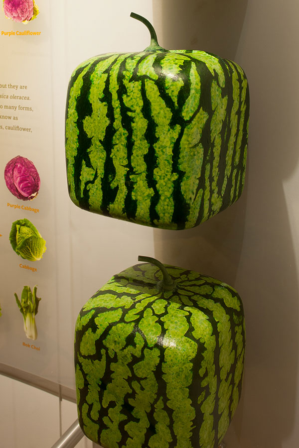 Square watermelons grown in Japan