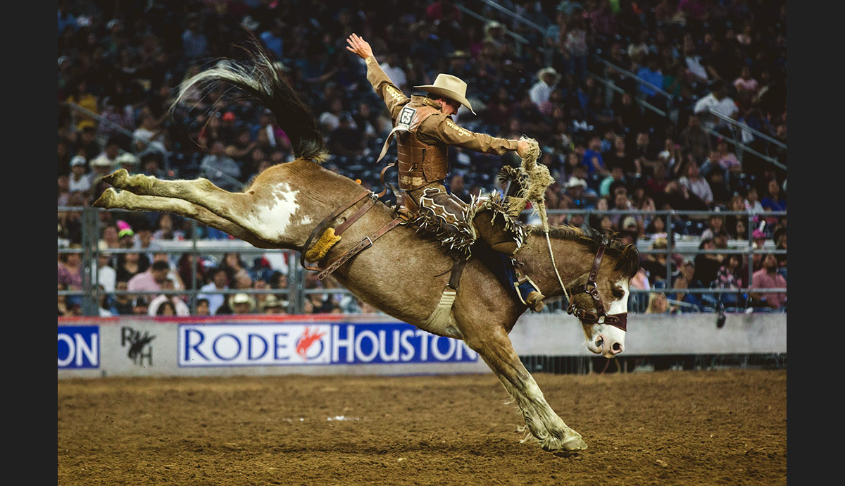 rodeo the exhibition bullock