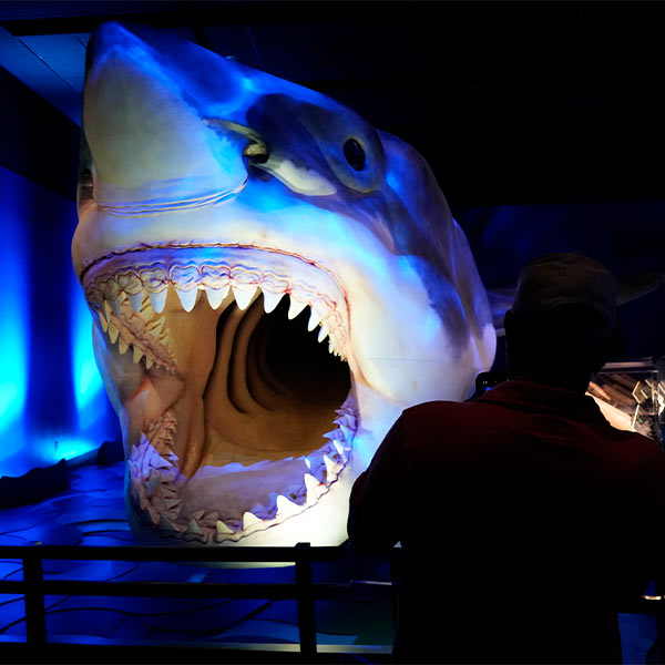 a large shark model of a Megaladon with a huge open mouth