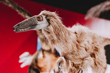 a close-up of a dinosaur model with feathers in an exhibit at the Bullock Museum.