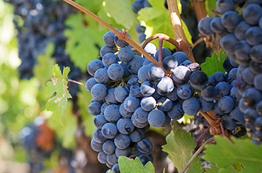 purple grapes in a Texas vineyard