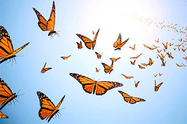 Butterflies