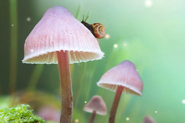 a snail is climbing on the top of a white capped mushroom