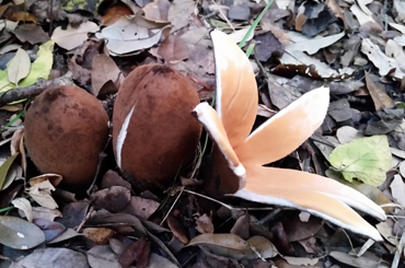 A mushroom on a forest floor.