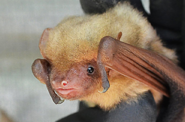 close up of a young brown bat being held by a human hand.