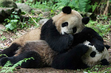 Pandas