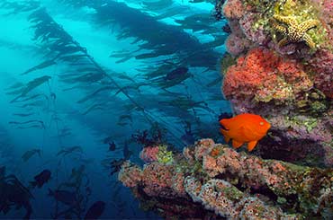 an orange fish swimming next to a colorful coral reef in the ocean