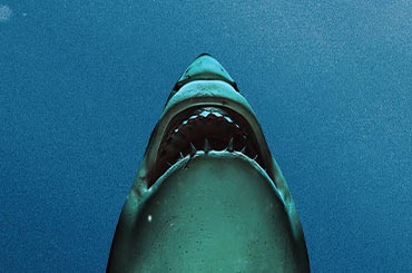 the head of a shark pointed upwards against a blue background