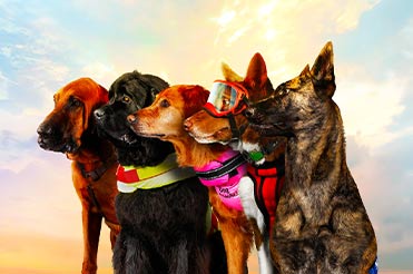 four dogs in in a row looking to the left with a colorful rainbow background