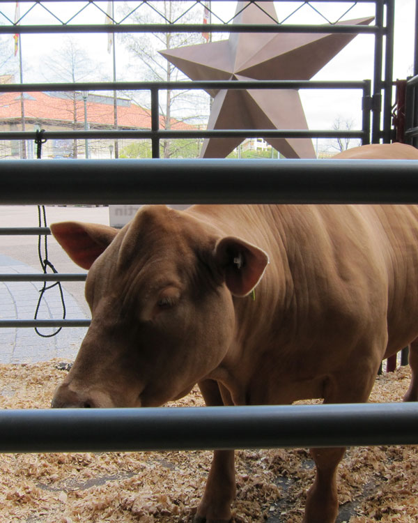 Rodeo Austin's Junior Livestock Show Youth Auction