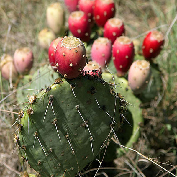 Good for both cuisine and landscaping. Image courtesy Public Domain