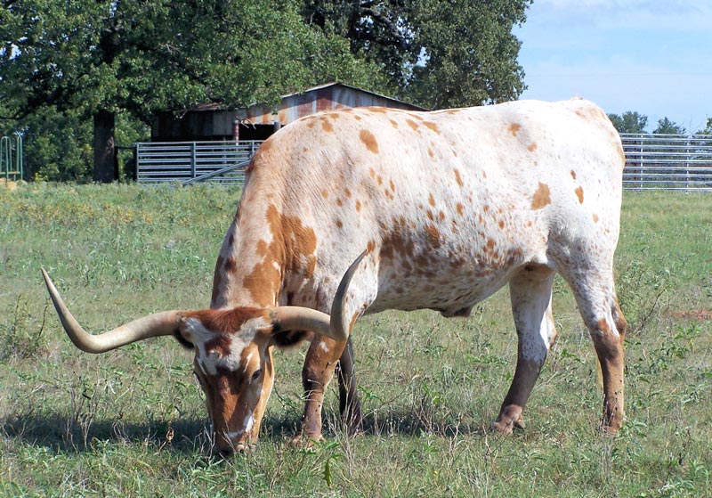 Texas on the hoof.