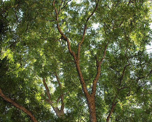 The source of delicious pecan pies. 
