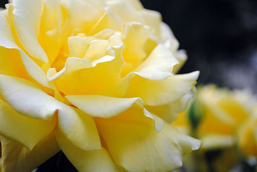 A flora version of a yellow rose.