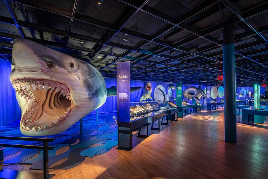a large shark model with an open mouth, behind the model are more displays about sharks