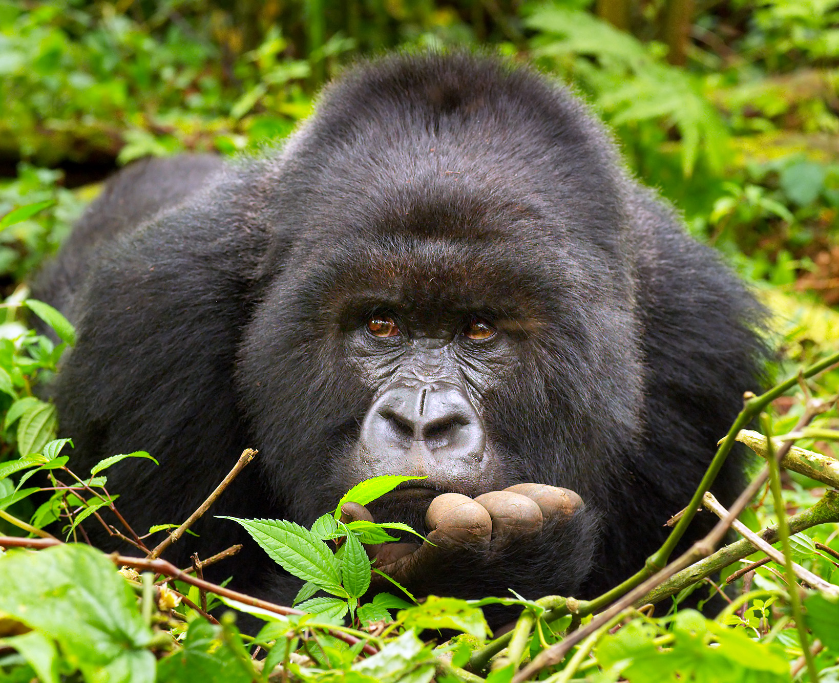 See this epic nature documentary in 3D Laser IMAX on the biggest screen in Texas.