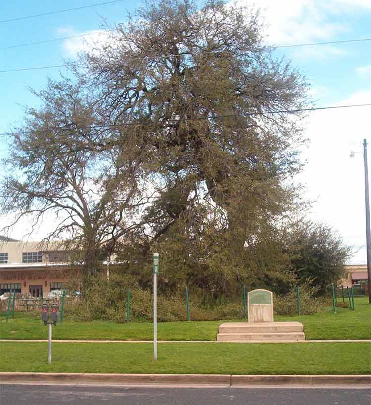 A true Texas survivor: Treaty Oak.