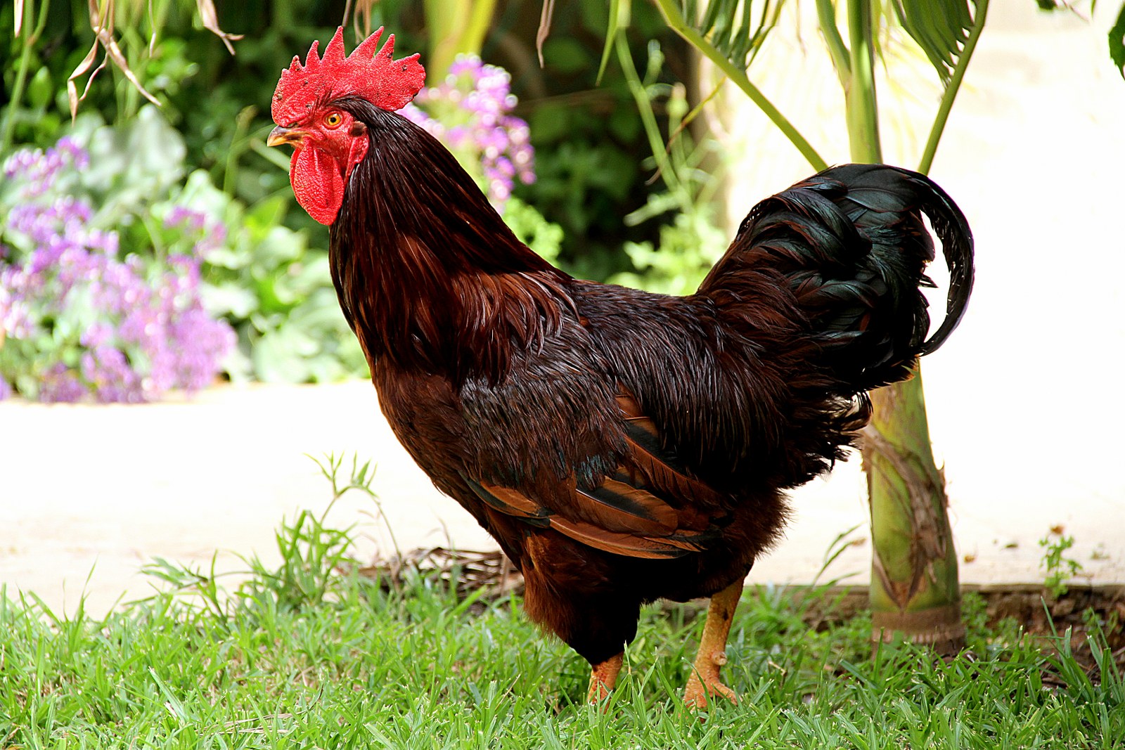 A modern-day descendant of the story's unfortunate Rhode Island Red.