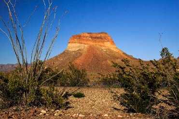 Ocotillo and bluebonnets blooming near a red-orange mountain with a blue sky in the background