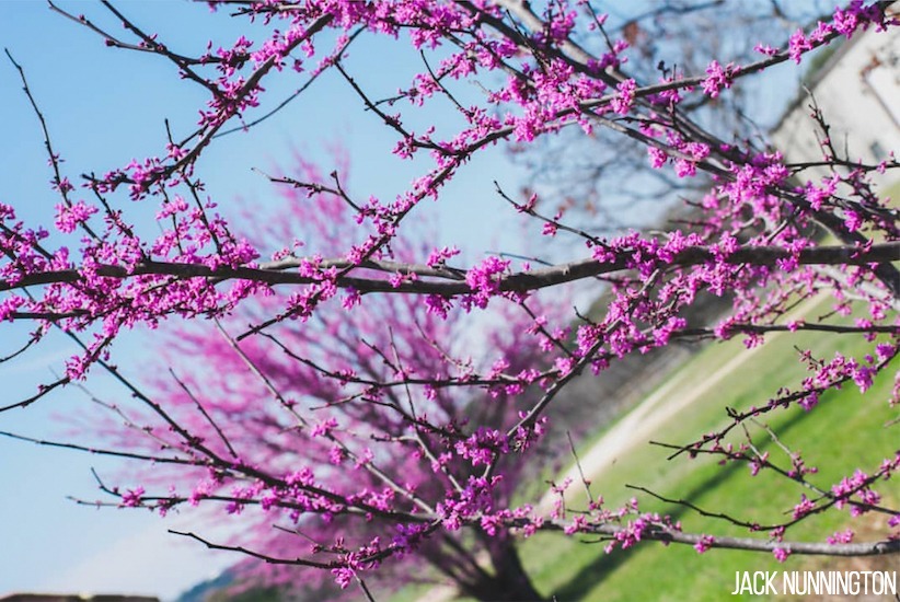 A blooming Redbud tree.